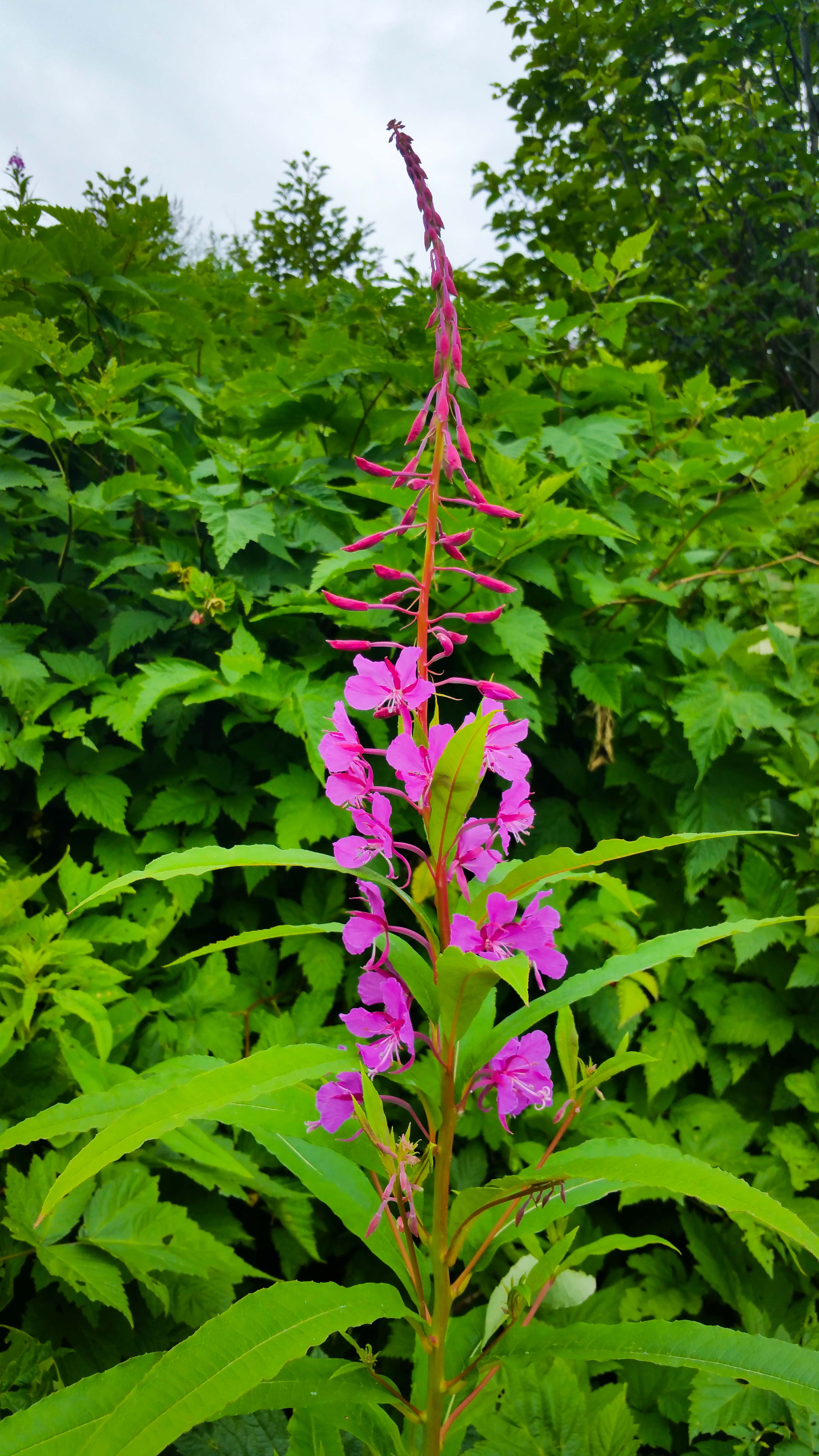 Fireweed Edited